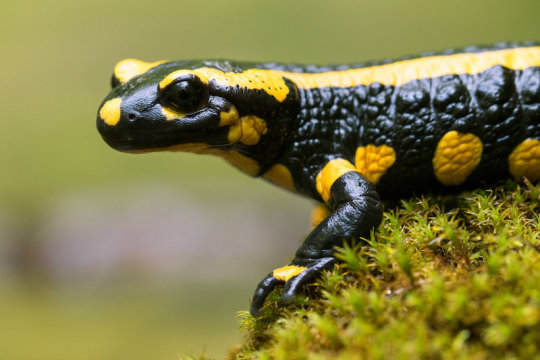 Salamander (stock image). Credit: © Alexander Limbach / Adobe Stock